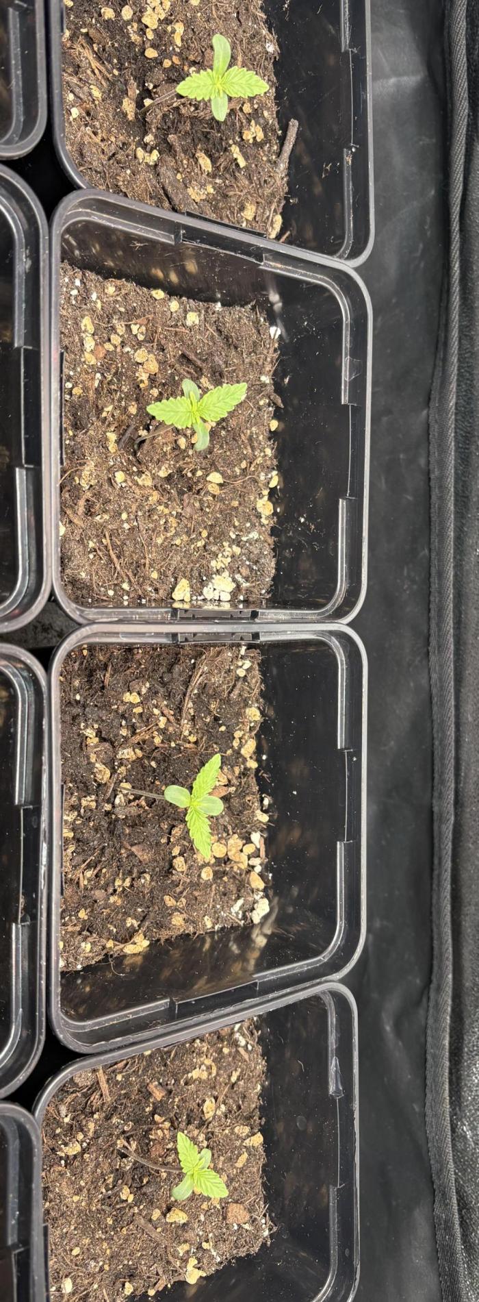 C5 Haze x Zkittlez x Cake  Flavor Run. Week 0