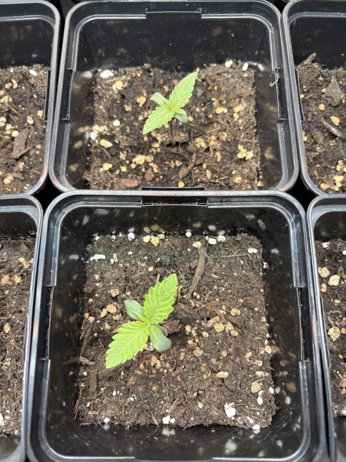 ✨ Purple Punch x Acai – Terp Dream. Week 0