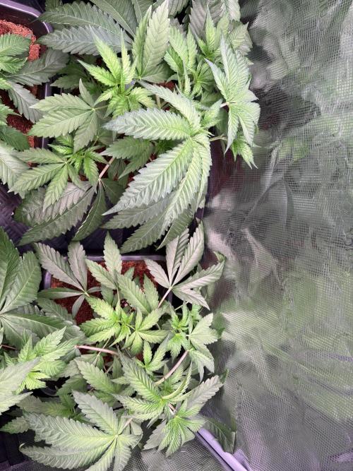 ✨ Strawberry Skilla – Terp Explosion. Week 4