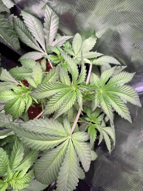 ✨ Strawberry Skilla – Terp Explosion. Week 4