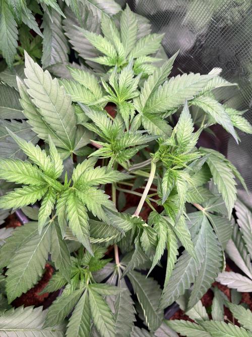 ✨ Strawberry Skilla – Terp Explosion. Week 4
