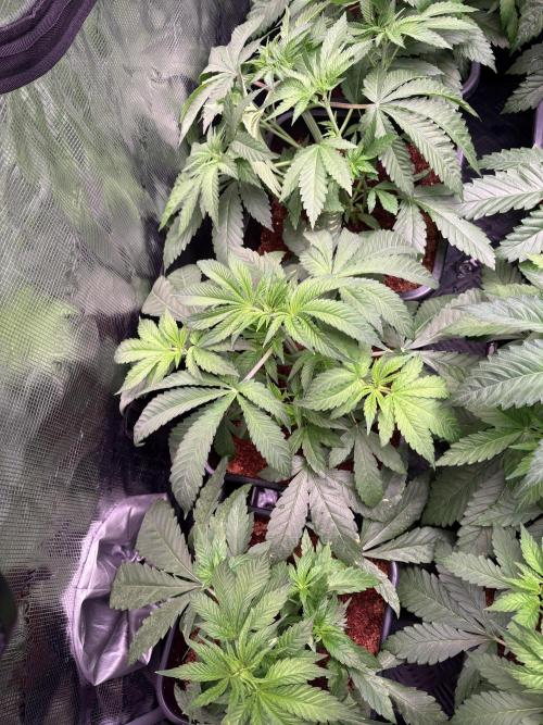 Project Lemon Orange: Zesty & Frosty. Week 4