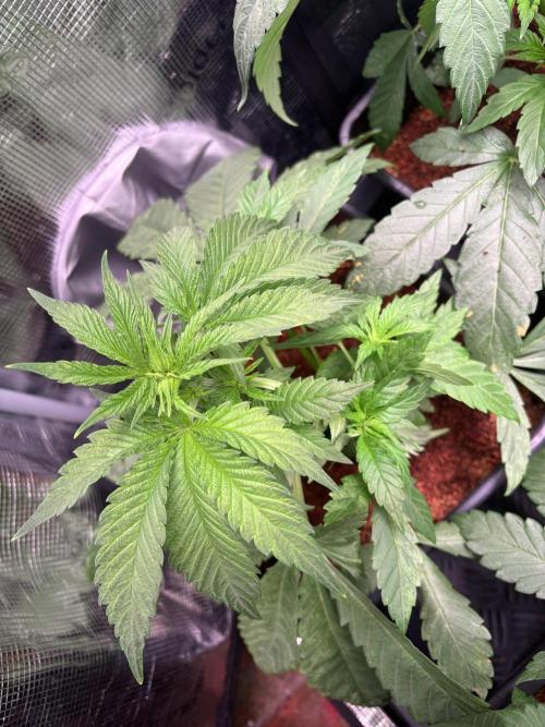 Project Lemon Orange: Zesty & Frosty. Week 4