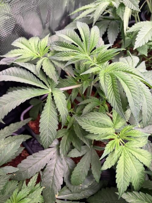 Project Lemon Orange: Zesty & Frosty. Week 4