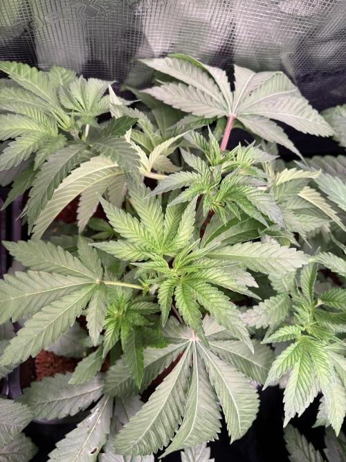 Project Lemon Orange: Zesty & Frosty. Week 4