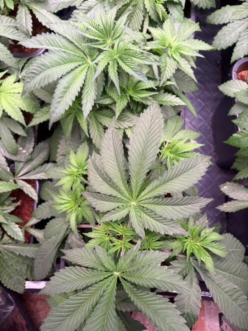 🍊 Mimozz – Glazed in Terps. Week 4