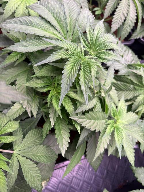 🍊 Mimozz – Glazed in Terps. Week 4