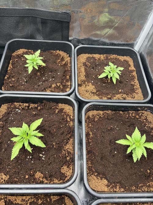 C5 Haze x Zkittlez x Cake  Flavor Run. Week 2