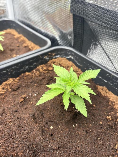 C5 Haze x Zkittlez x Cake  Flavor Run. Week 2