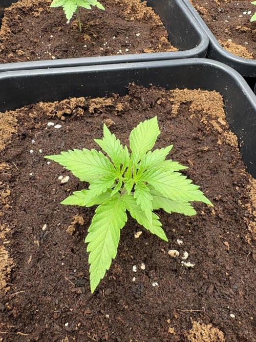 C5 Haze x Zkittlez x Cake  Flavor Run. Week 2