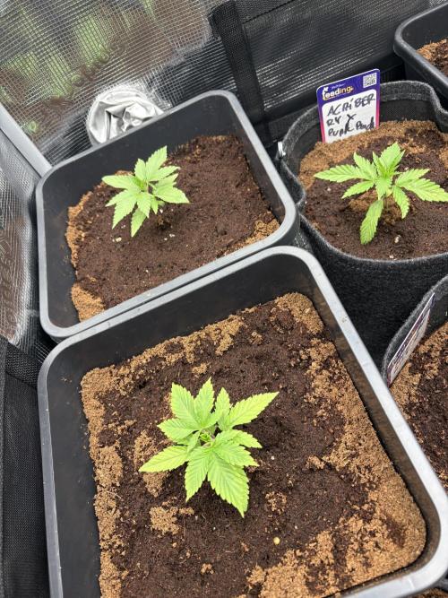 ✨ Purple Punch x Acai – Terp Dream. Week 2