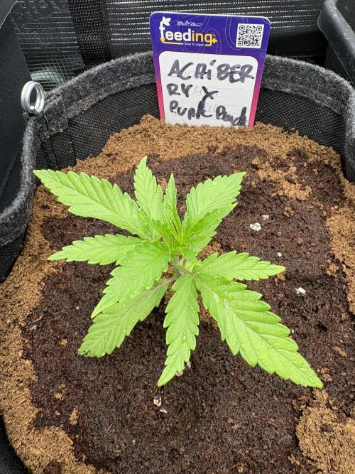 ✨ Purple Punch x Acai – Terp Dream. Week 2