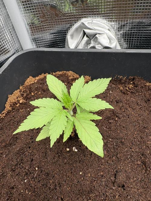 ✨ Purple Punch x Acai – Terp Dream. Week 2