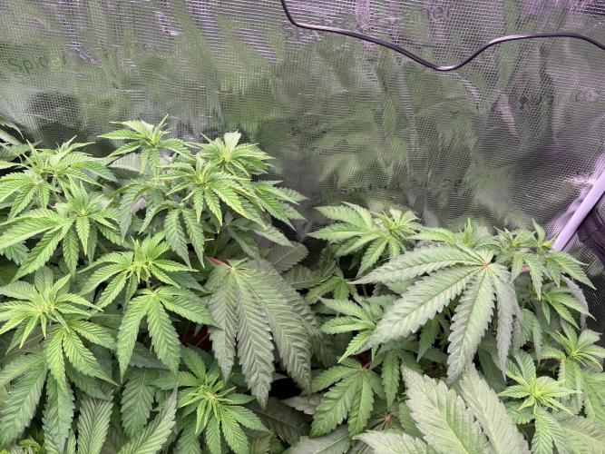 ✨ Strawberry Skilla – Terp Explosion. Week 5