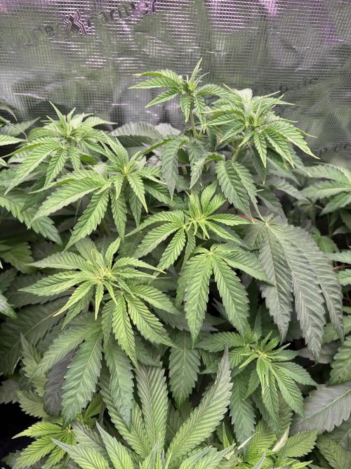 ✨ Strawberry Skilla – Terp Explosion. Week 5