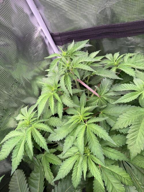 ✨ Strawberry Skilla – Terp Explosion. Week 5