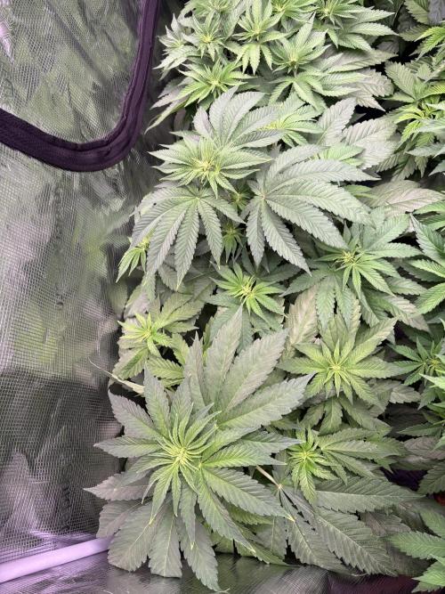 Project Lemon Orange: Zesty & Frosty. Week 5