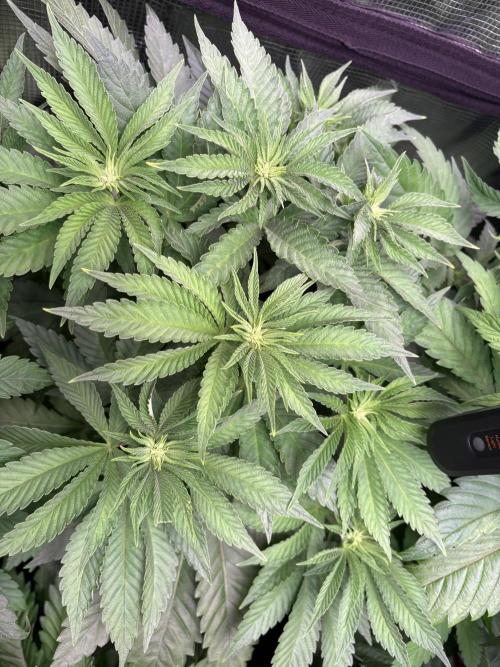 Project Lemon Orange: Zesty & Frosty. Week 5