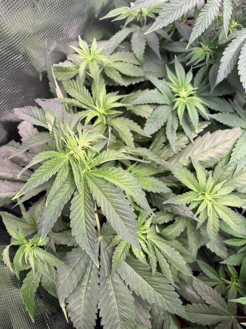 Project Lemon Orange: Zesty & Frosty. Week 5