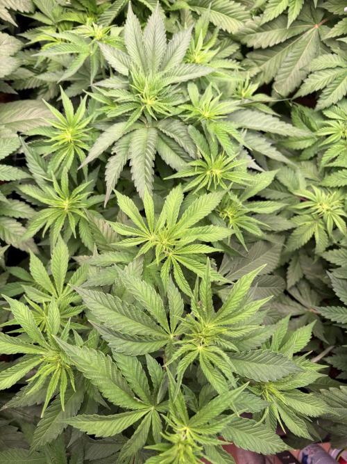 🍊 Mimozz – Glazed in Terps. Week 5