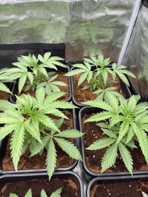 C5 Haze x Zkittlez x Cake  Flavor Run. Week 3