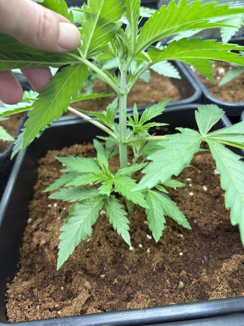 C5 Haze x Zkittlez x Cake  Flavor Run. Week 3