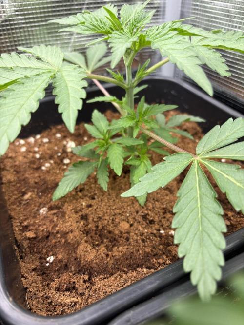 C5 Haze x Zkittlez x Cake  Flavor Run. Week 3