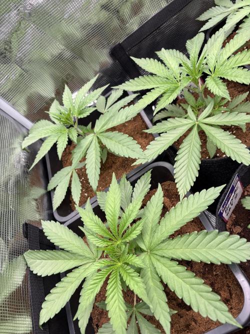 ✨ Purple Punch x Acai – Terp Dream. Week 3