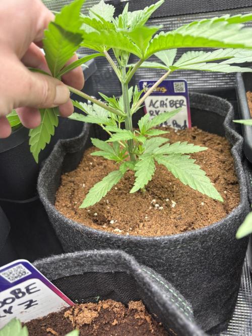 ✨ Purple Punch x Acai – Terp Dream. Week 3
