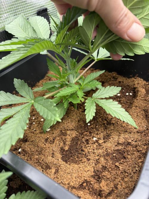 ✨ Purple Punch x Acai – Terp Dream. Week 3