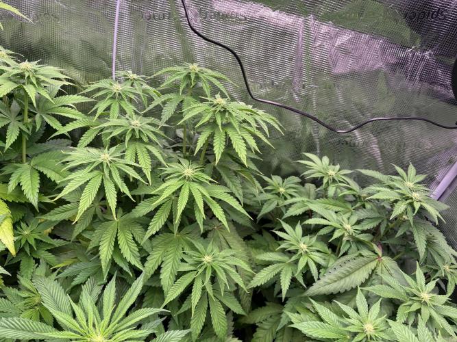 ✨ Strawberry Skilla – Terp Explosion. Week 6