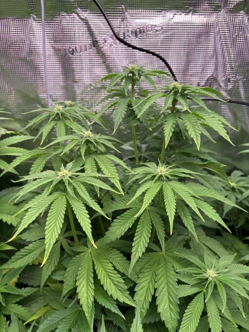 ✨ Strawberry Skilla – Terp Explosion. Week 6