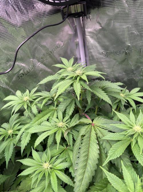 ✨ Strawberry Skilla – Terp Explosion. Week 6
