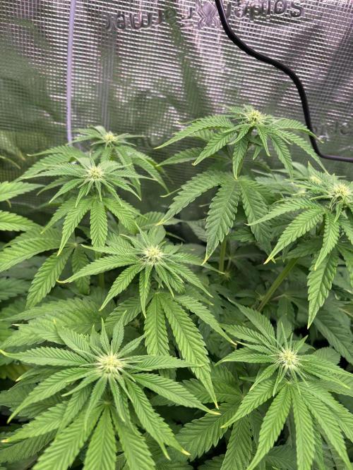 ✨ Strawberry Skilla – Terp Explosion. Week 6