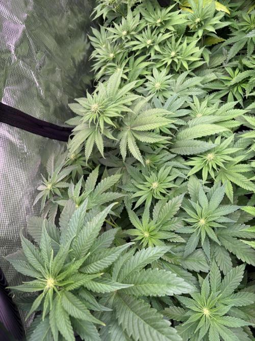 Project Lemon Orange: Zesty & Frosty. Week 6