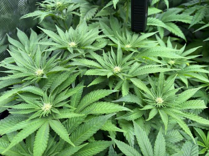 Project Lemon Orange: Zesty & Frosty. Week 6
