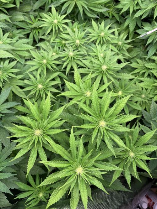 🍊 Mimozz – Glazed in Terps. Week 6