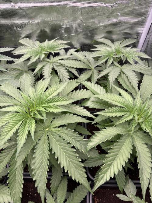 C5 Haze x Zkittlez x Cake  Flavor Run. Week 4