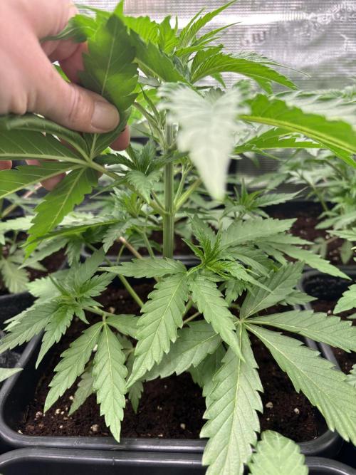 C5 Haze x Zkittlez x Cake  Flavor Run. Week 4