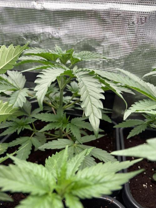 C5 Haze x Zkittlez x Cake  Flavor Run. Week 4