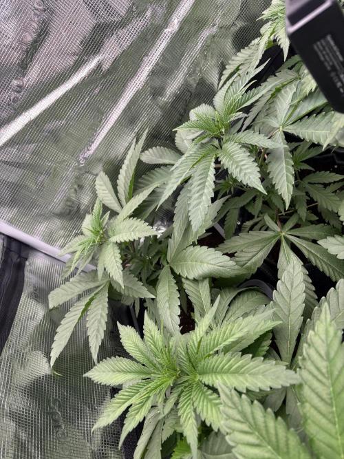 ✨ Purple Punch x Acai – Terp Dream. Week 4
