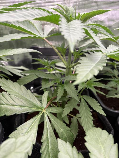 ✨ Purple Punch x Acai – Terp Dream. Week 4