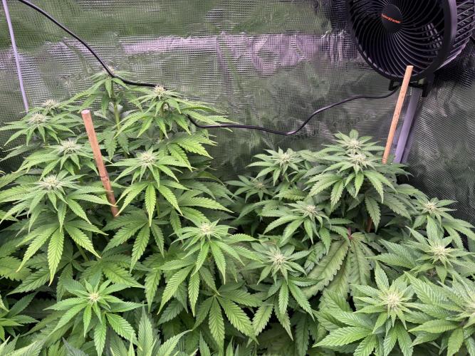 ✨ Strawberry Skilla – Terp Explosion. Week 7