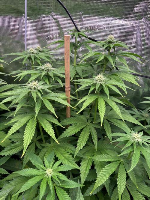 ✨ Strawberry Skilla – Terp Explosion. Week 7