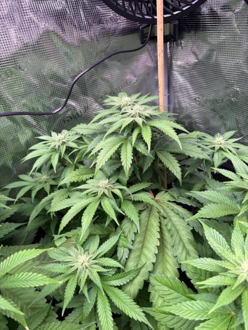 ✨ Strawberry Skilla – Terp Explosion. Week 7