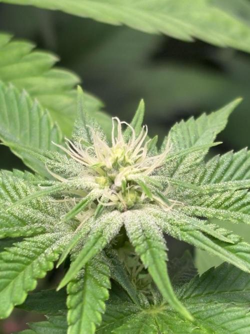 ✨ Strawberry Skilla – Terp Explosion. Week 7