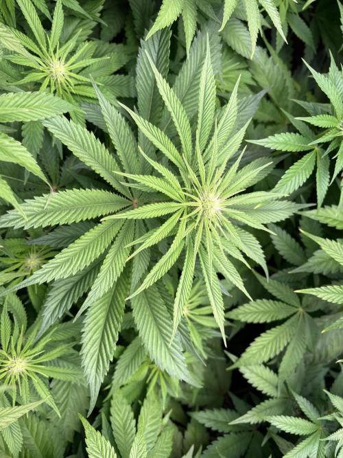 Epic Buzz. Week 7