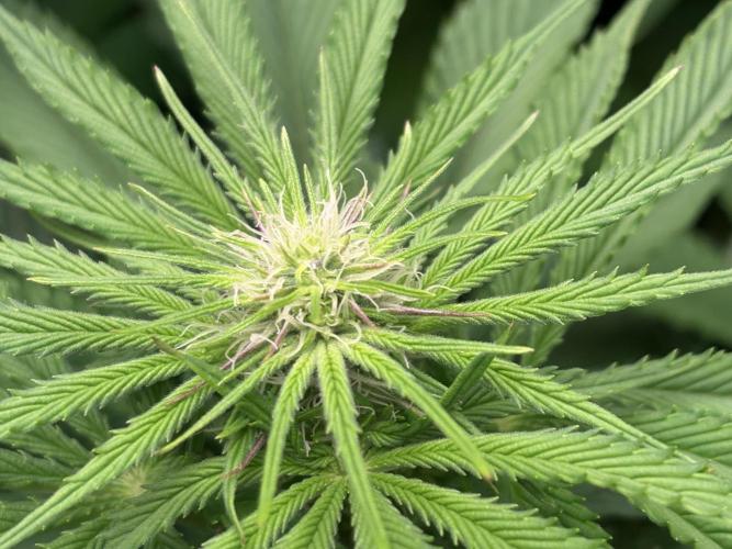 Epic Buzz. Week 7