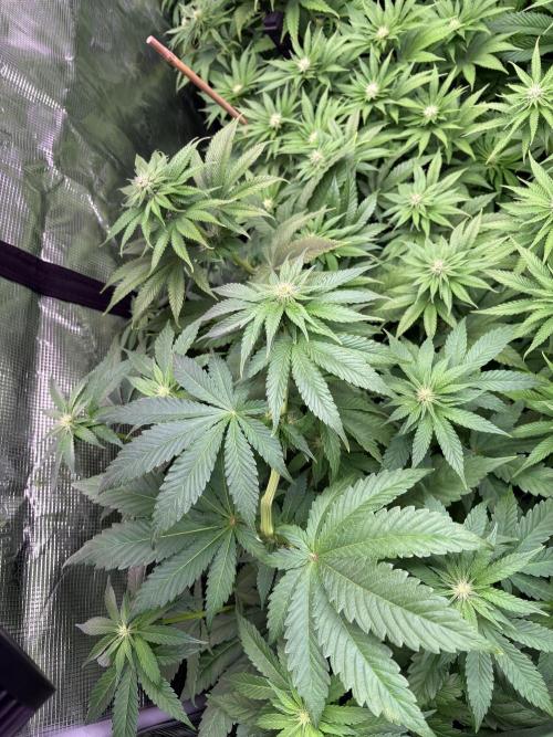 Project Lemon Orange: Zesty & Frosty. Week 7 - hier muste ich leider den top bud knicken da er echt arg viel größer war.