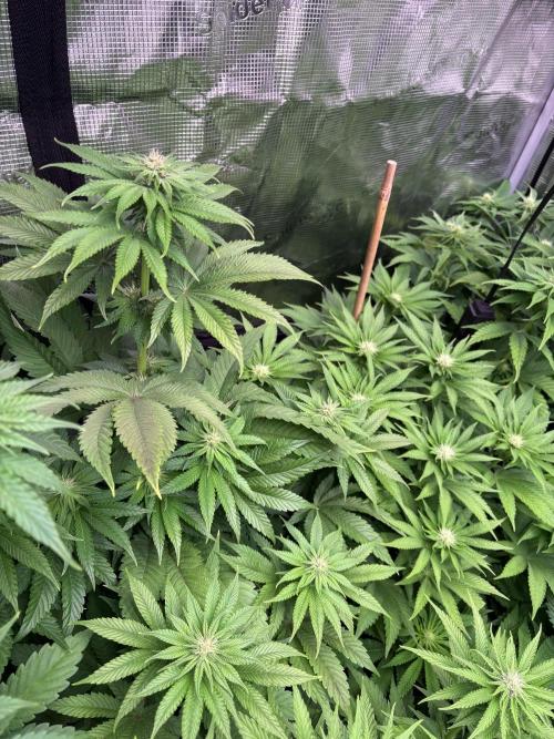 Project Lemon Orange: Zesty & Frosty. Week 7